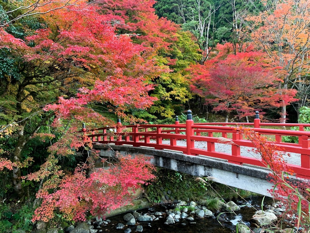 【2024】若桜町「紅葉特集」