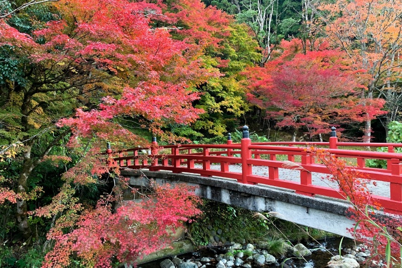 【2024】若桜町「紅葉特集」