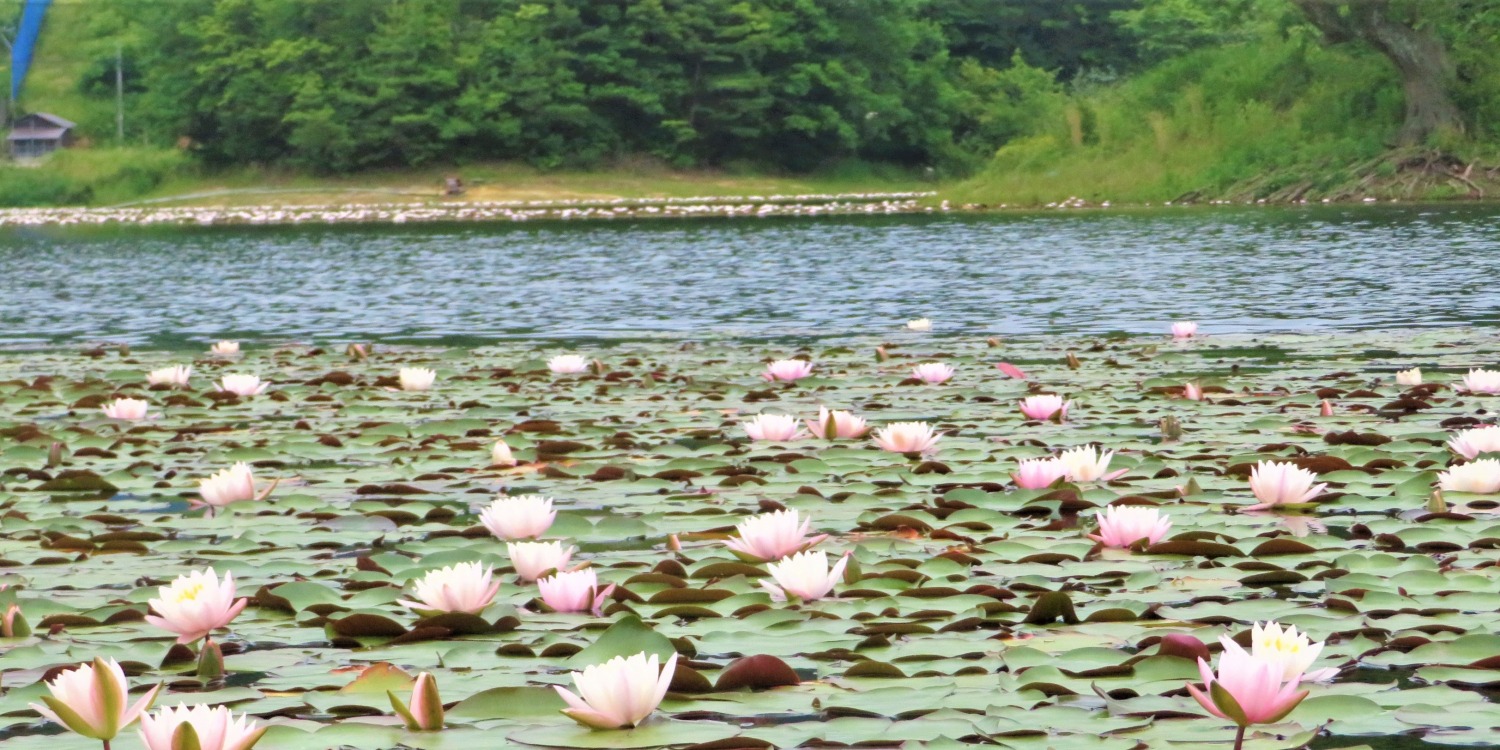 鳥取砂丘と夏の多鯰ヶ池の楽しみ方