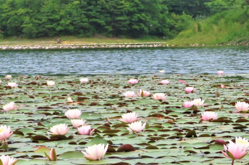 鳥取砂丘と夏の多鯰ヶ池の楽しみ方