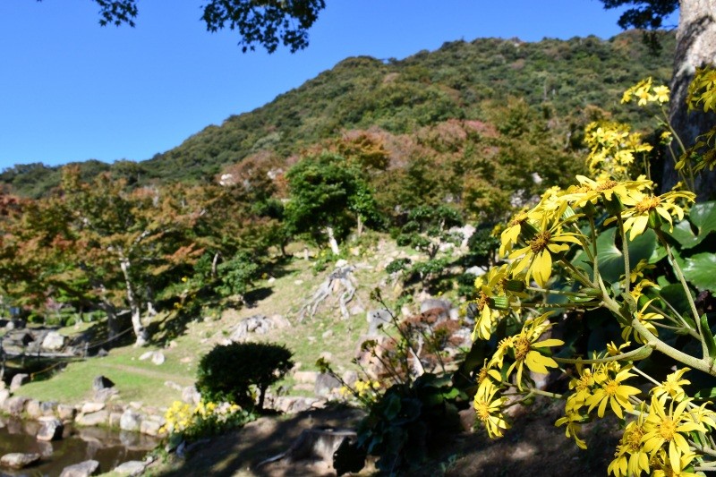 仁風閣庭園のツワブキの花