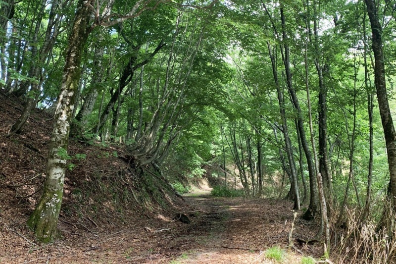 陣鉢山コース