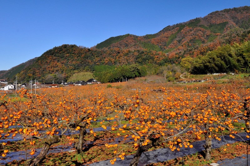 花御所柿畑