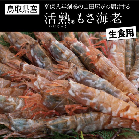 鳥取県産 生食用もさ海老