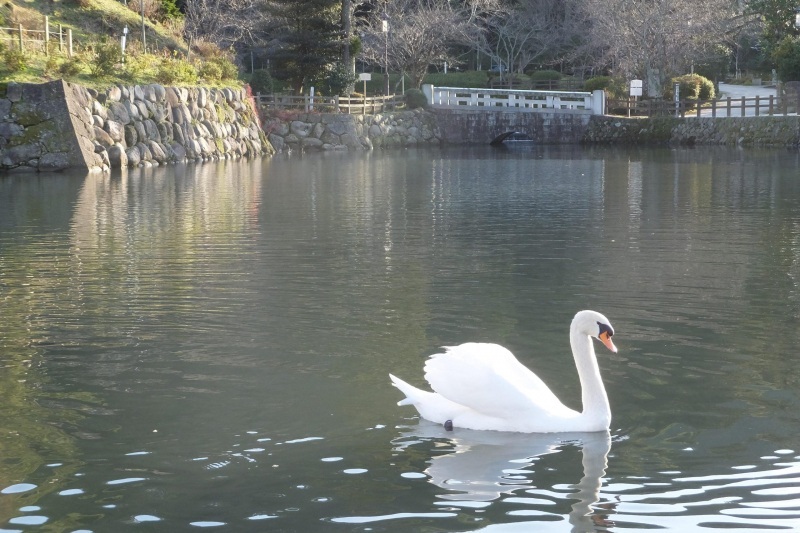 白鳥に会えたらラッキー♪