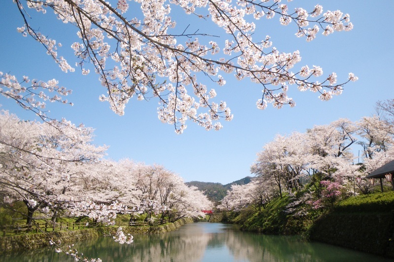 春の鹿野城跡