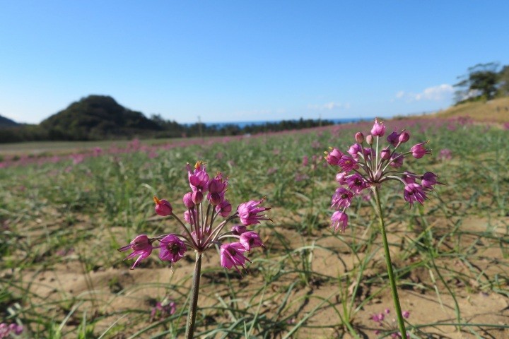 10月下旬～11月上旬　紫の花が広がるらっきょう畑が見ごろになります