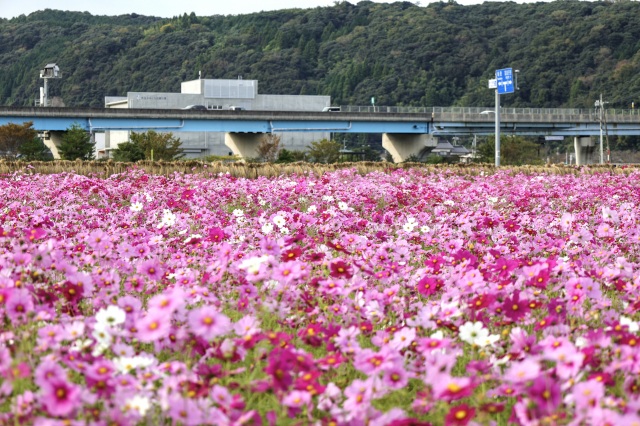 青谷町のコスモス畑