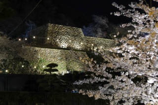 鳥取城跡・久松公園 桜ライトアップ