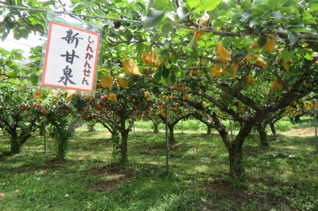 季節の果物狩り（イメージ）