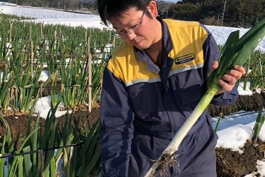 長ネギ収穫体験・ドローン散布見学