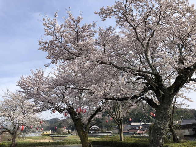 因幡船岡駅桜まつり